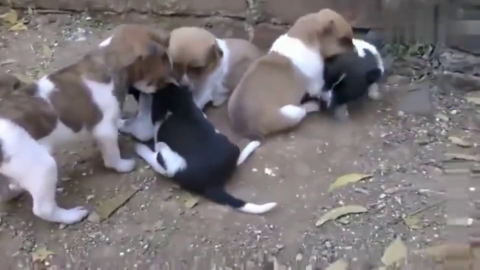 印度弃婴在小奶狗们的依偎中存活下来，这些小奶狗是如何照顾弃婴的？