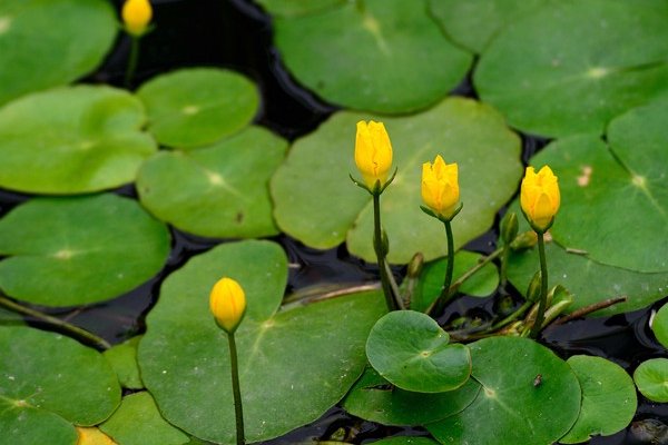 荇菜别名接余根茎可食古代美食