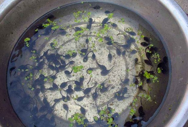 动画片蝌蚪找妈妈，现实中的蝌蚪生下来也会跟着妈妈吗？