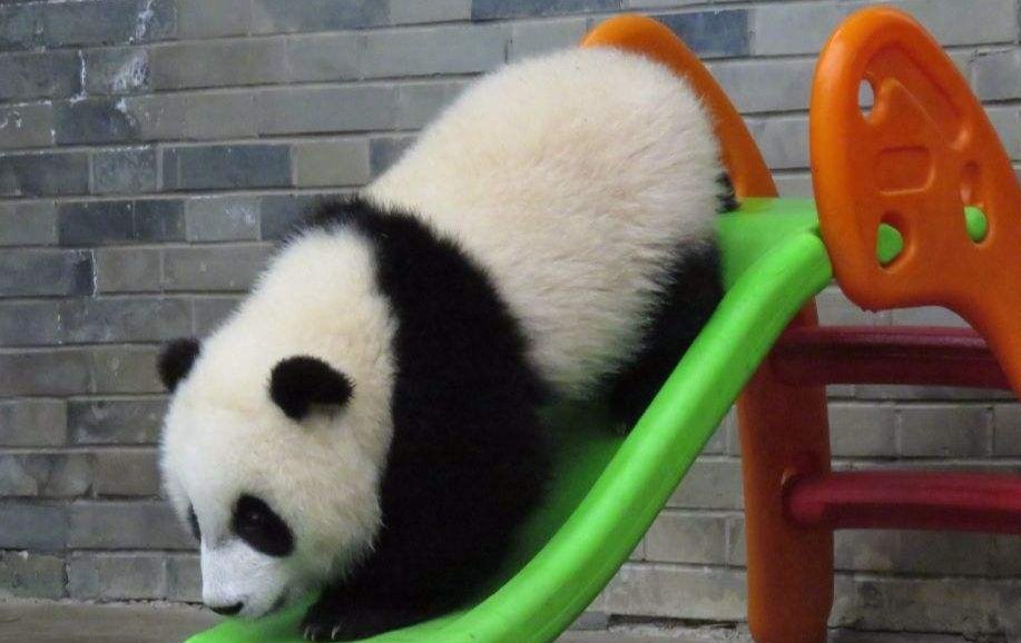 大熊猫 简介50字