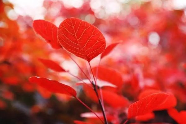 狂风落尽深红色,绿叶成荫子满枝是什么意思