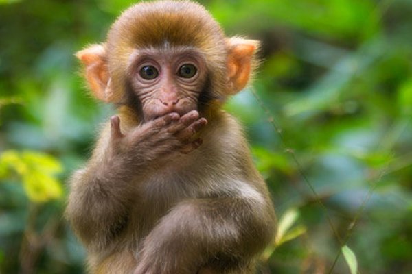 女羊配什么属相最好