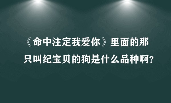 《命中注定我爱你》里面的那只叫纪宝贝的狗是什么品种啊？