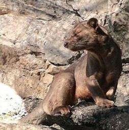 长岛长尾狸猫的特征习性