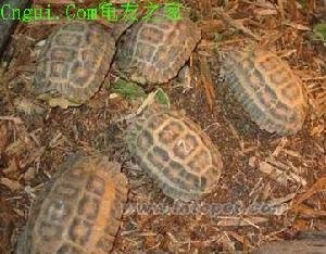 蛛网龟的生活习性