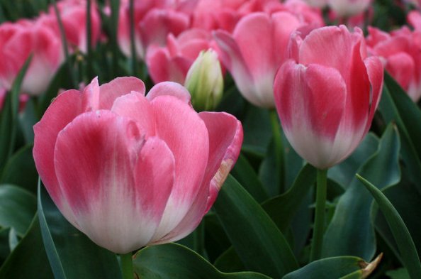 郁金香送女朋友合适吗?