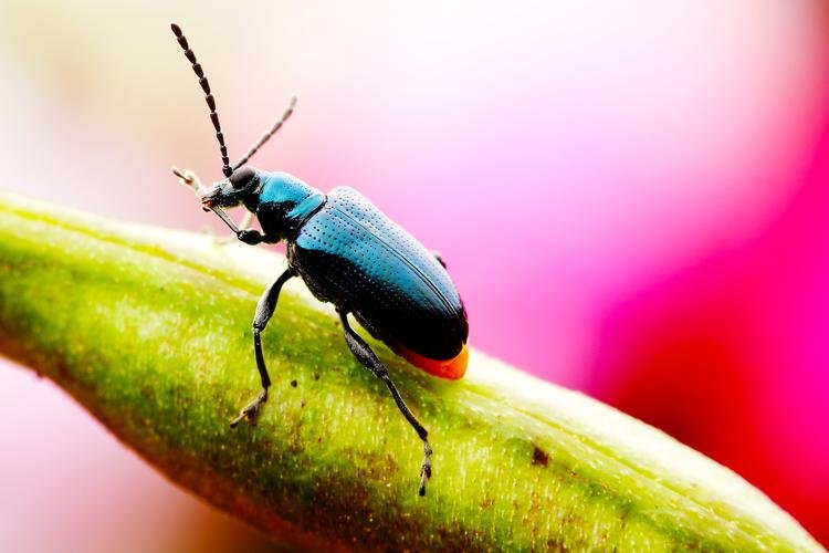 小时候家里好多蝴蝶蜻蜓婵和蝗虫，现在都没几个了，为什么？