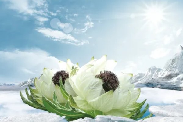 艾青的现代诗20首短诗