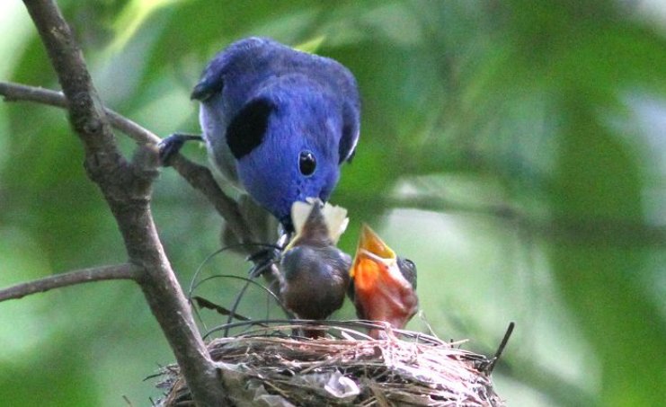 动画片蝌蚪找妈妈，现实中的蝌蚪生下来也会跟着妈妈吗？