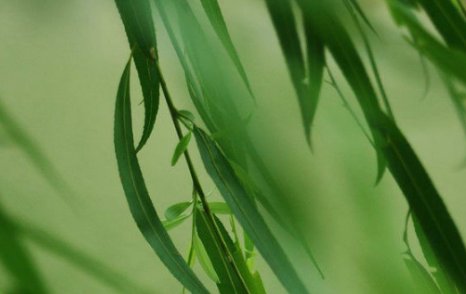 绿色和什么颜色混合成色？