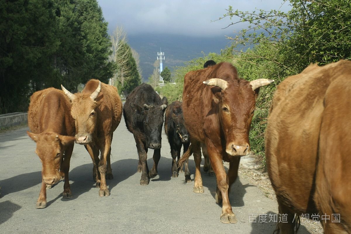 西风为哪些生肖？