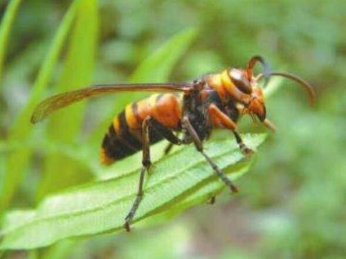 四川爷孙三人惨遭毒蜂蛰死，地窟窿是一种什么蜂？