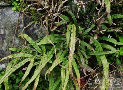 小叶凤凰尾巴草的介绍