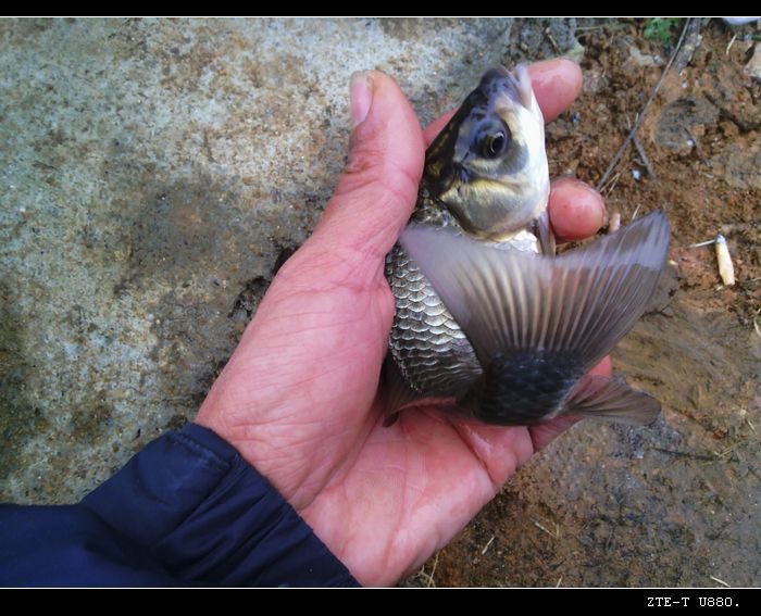 神州钓鱼网的简介