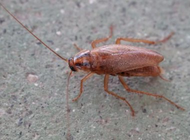 江苏一男子饭店吃出蟑螂碗被老板抢走，你如何看待这位老板的态度？