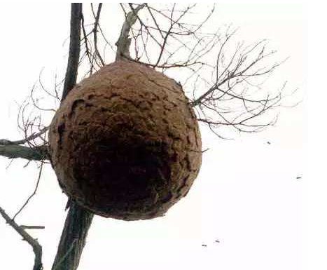四川爷孙三人惨遭毒蜂蛰死，地窟窿是一种什么蜂？