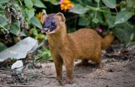 黄鼠狼二级保护动物吗