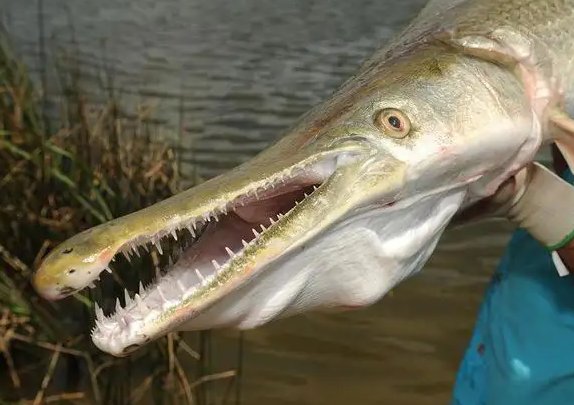 宁夏银川再现鳄雀鳝踪迹，还会遭到“追捕”吗？