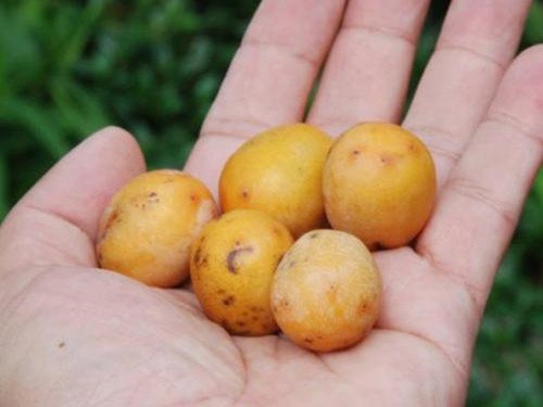 古生物学者发现1500万年前的枣化石,这化石长啥样?