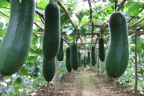 冬瓜是什么季节成熟的？