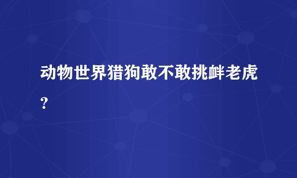 动物世界猎狗敢不敢挑衅老虎？