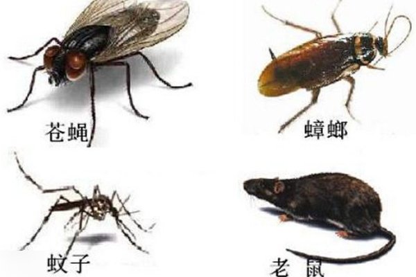 四害是哪指的是哪四害？