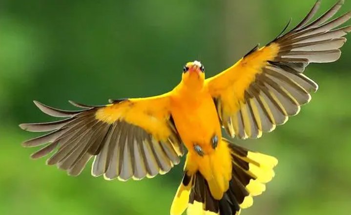 野生黄鹂鸟怎么画