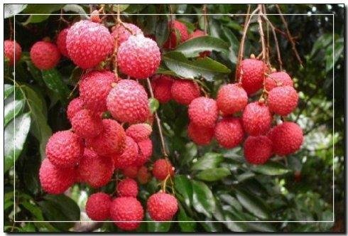 空腹吃荔枝多了可能导致低血糖吗