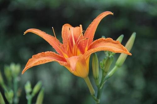 萱草的种类和花语是什么