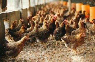 海南30多头牛被雷击中毙命，养殖户的损失有多大？