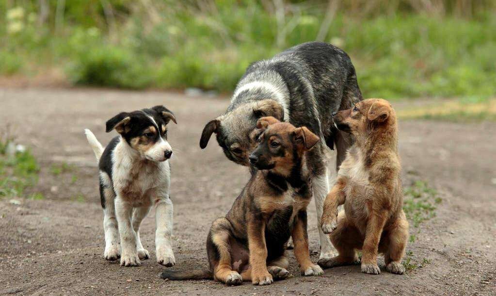 印度弃婴在小奶狗们的依偎中存活下来，这些小奶狗是如何照顾弃婴的？