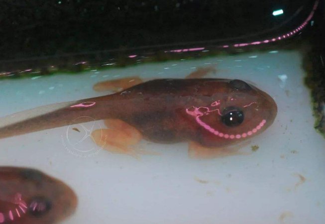 动画片蝌蚪找妈妈，现实中的蝌蚪生下来也会跟着妈妈吗？