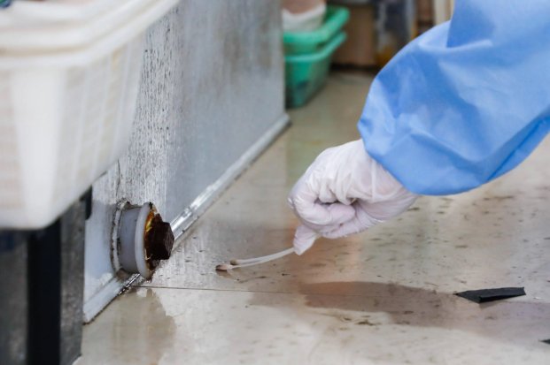 上海给大花鲢做核酸，掰开鱼嘴往里塞棉签，食品安全是否能得到保障？