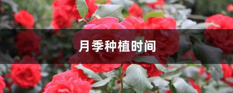 什么时候怎样种月季花最好？