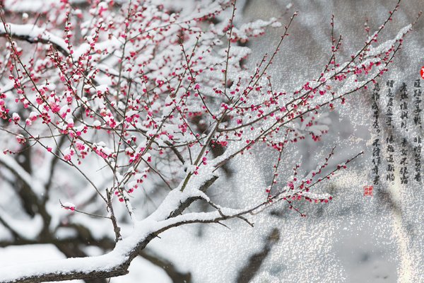 踏雪寻梅的意思是