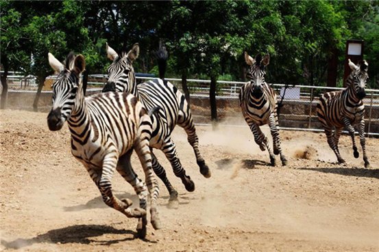 动物园用驴充当斑马，园方是如何回应这件事的？