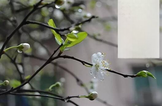 惊蛰为什么吃梨 惊蛰吃梨的典故和寓意你知道吗