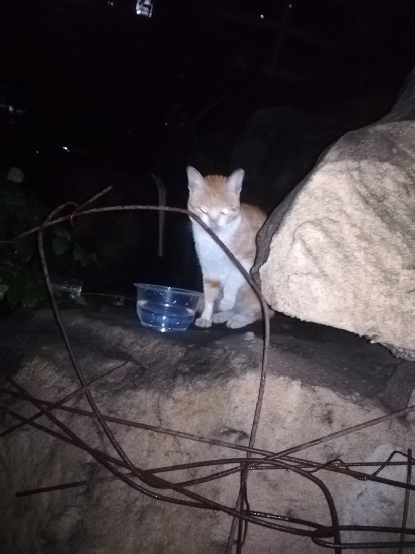 就是一只小猫咪一直在那里叫我给他喂了点香肠，他也不吃，然后他看到我就一直在那叫，不知道怎么回事？