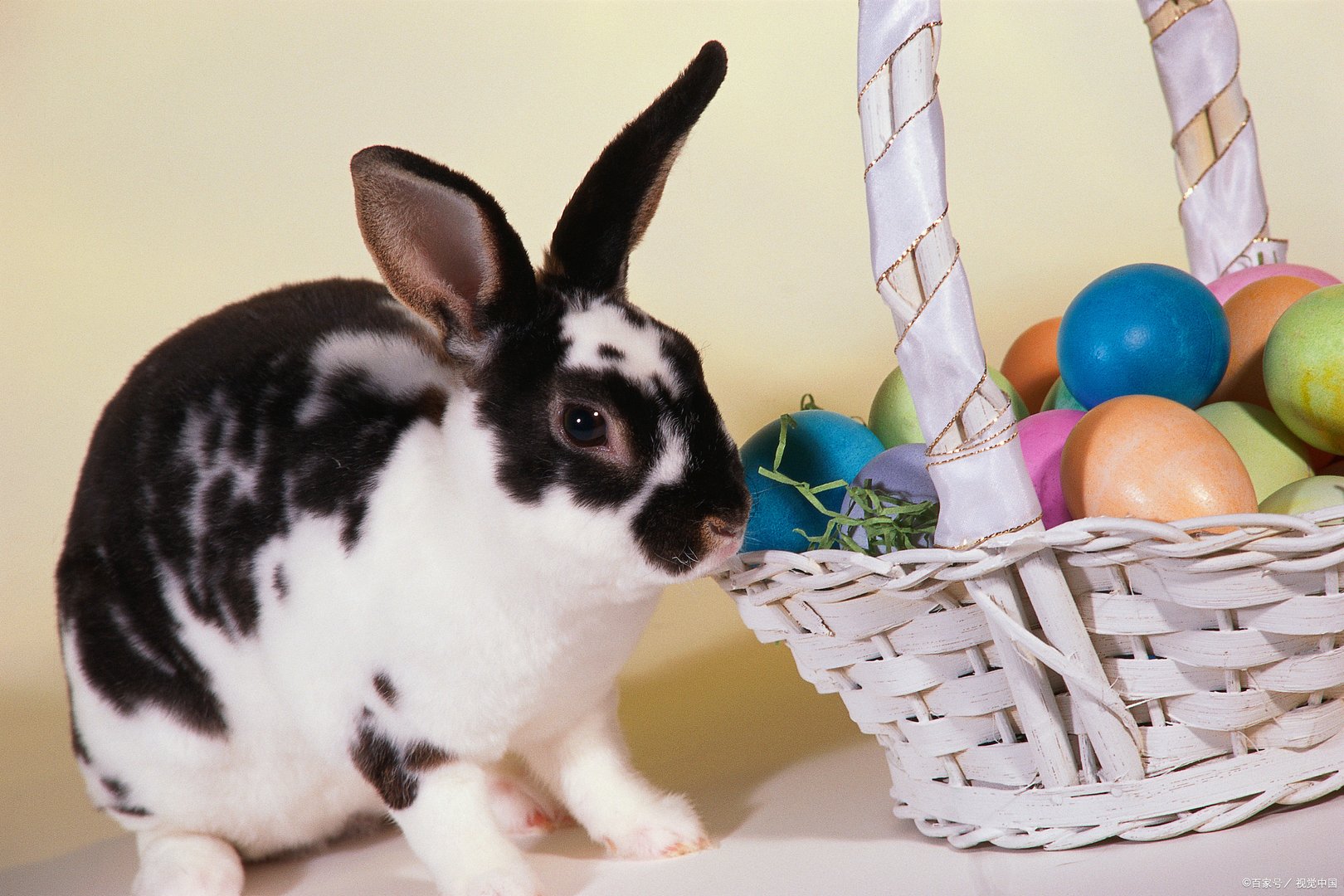 哪些生肖目光短浅,就只会看重眼前利益呢?