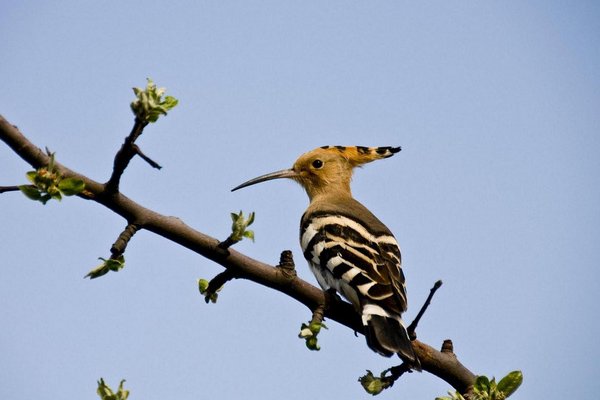 蚂蚁的天敌有哪些动物？