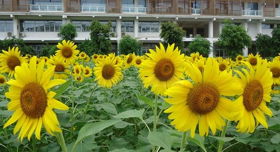 南职种植的最多的花卉是什么？