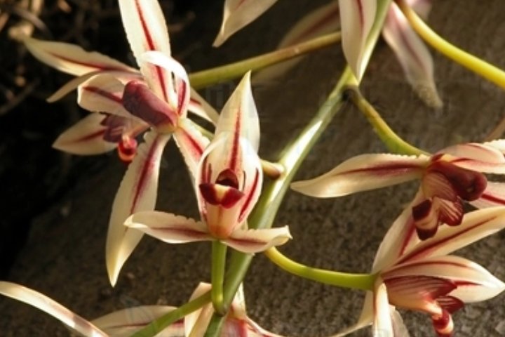 兰花的种类有哪些？