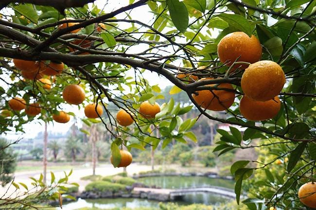 橘生淮南则为橘 生于淮北则为枳 成语