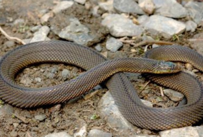 家里来蛇，代表什么好事？