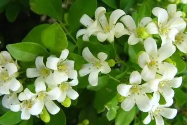 艾青的现代诗20首短诗