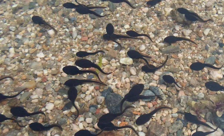 动画片蝌蚪找妈妈，现实中的蝌蚪生下来也会跟着妈妈吗？