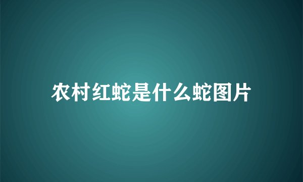 农村红蛇是什么蛇图片