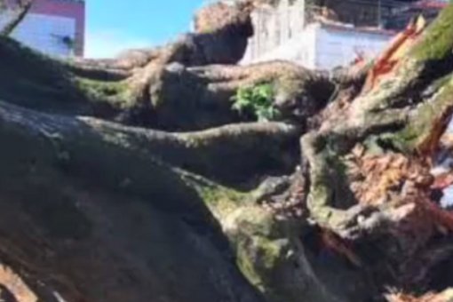 1100多岁榕树倒塌，有没有造成人员伤亡？