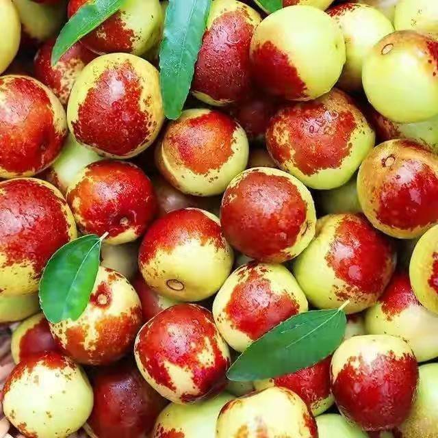 阴枣和泡枣有什么区别呢？