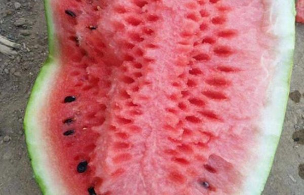 西瓜品种十大排行榜